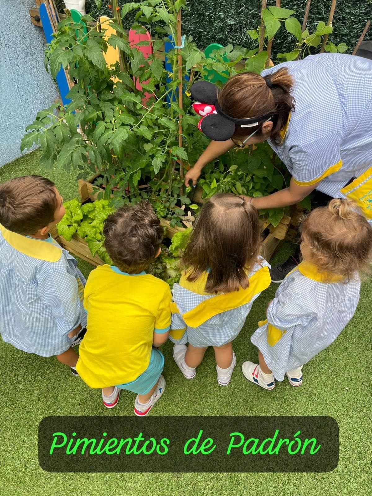 RECOGEMOS LOS FRUTOS DE NUESTRO HUERTO - Imagen 1